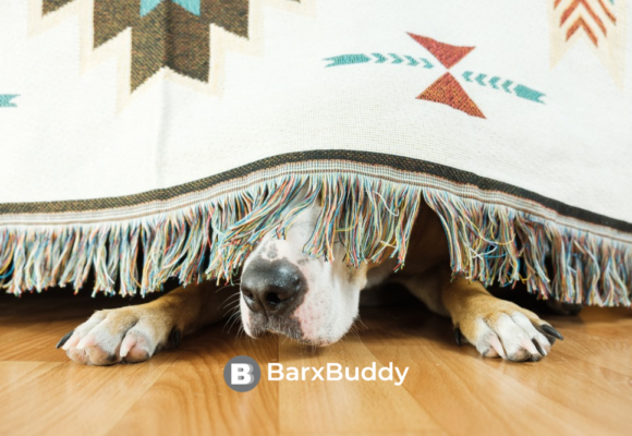 We Asked BarxBuddy: Best Ways To Calm Your Anxious Dog During Frightening Times?